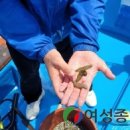 해삼 이미지