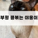 콩볶는야옹이 | [부평 콩볶는 야옹이] 사랑스러운 부평 고양이카페 방문 후기