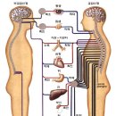 교재 ~ 신경게의 조절과 음양오행론 이미지