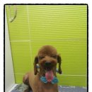 꼬마애견샵 이미지