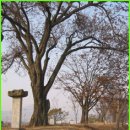 상주 조공제 이미지