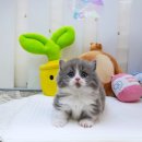 법인행복예감 | 홍대고양이분양, 설레는 만남을 위한 yomicat 방문 후기