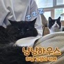 백장미사 | [강동구] 아이랑 갈만한 곳 하남 고양이 카페 냥냥하우스