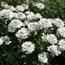 이베리스 이미지