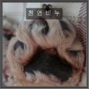 강아지발바닥 이미지