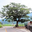 느티나무 이미지