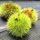 동산농장(2) 이미지