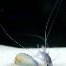 은빛물고기 이미지