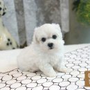 강아지와고양이아울렛 함양점, 낚시백화점 | 양정애견샵 사랑듬북 부산강아지분양 2개월 후기