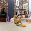 퓨어펫 강아지분양 고양이분양 울산점 이미지