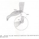 주관절(Elbow) Ⅱ. 이미지