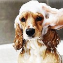 펫퍼스트 24시 강아지분양고양이분양 용인점 이미지