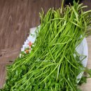 박소현미나리 이미지