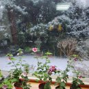 12욀6일 눈이오는날 아침 울집거실에핀 무궁화꽃들 유리창문으로보이는정윈에는 낙엽된 무궁화나무도 보인다 이미지