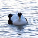 EIDER