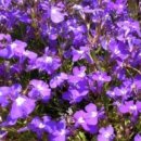 로벨리아(lobelia) 이미지