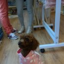 알콩달콩 애견샵 이미지