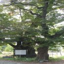 영천 약남리 회화나무 이미지