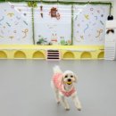 댕실 댕실 이미지