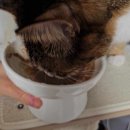 아이캔유통 | 주식캔 및 생식]이리오너라 🐈‍⬛쉬바님께서 Tail-up 체험키트를 주었노라~~ 쉬바 습식캔 및 츄르 체험단 후기