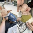 핑크강아지 이미지