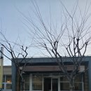 로얄 빌리지 | 고성 소노펠리체 빌리지로얄스위트 숙박 후기｜조용함·프라이빗함, 방배정 팁 필수