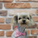 엔젤펫애견샵 이미지