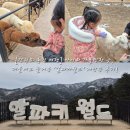 (주)대명월드 | [강원도 홍천 여행] 아이와 가볼만한 곳, 겨울에도 즐거운 '알파카월드' 재방문 후기!