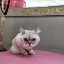 고품개 이미지