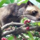 원두볶는 고양이 이미지