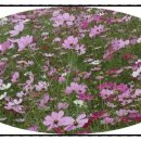 다산행정사사무소 이미지