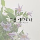 프롬예그리나 이미지