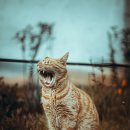 가방위에 고양이 이미지