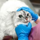 신장동물병원 이미지