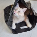 마수목장 | 얼결에 여행가방 싸고 있는 5월의 일기