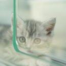 부산고양이 분양 도로시펫 네이버블로그
