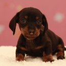 남지애견샵 이미지