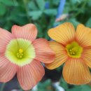 오렌지카 이미지