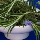 로즈마리 이미지