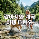 장흥우리병원 | 애견동반 계곡 추천 경기도 장흥 애견동반 계곡식당 완벽 가이드