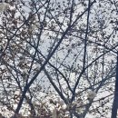 이십이(22) | 디저트가 맛있는 대전역 소제동카페 이십이도 카페22도 그리고 실시간 대전 소제동 벚꽃 현황