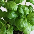바질 네이버블로그