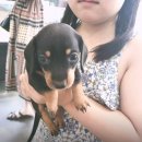 도그메리트 강아지 이미지