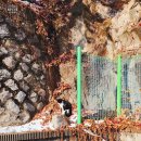 고양이 자리 이미지