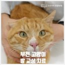 중동 우리아이 동물병원 이미지