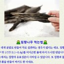 뇌졸증방지 침향나무의 효능 이미지