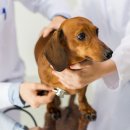 서울하이동물의료센터 이미지