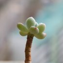 통통이네 이미지