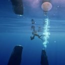 고래스크린 이미지