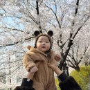 서울아산병원(공영주차장 입구) | 휘경수변공원 벚꽃길 추천, 아기랑 유모차 산책 인생샷 후기 (+공영주차장)